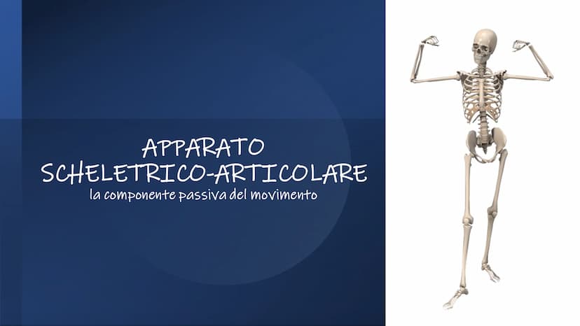 SCHEMI SCIENZE
MOTORIE APPARATO
SCHELETRICO-ARTICOLARE
la componente passiva del movimento Periostio
Osteosciti
Osseina
Midollo osseo
STRUTT