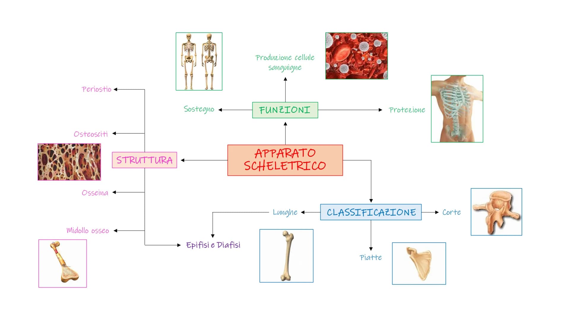 SCHEMI SCIENZE
MOTORIE APPARATO
SCHELETRICO-ARTICOLARE
la componente passiva del movimento Periostio
Osteosciti
Osseina
Midollo osseo
STRUTT