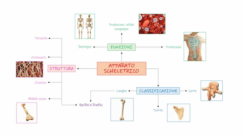 SCHEMI SCIENZE
MOTORIE APPARATO
SCHELETRICO-ARTICOLARE
la componente passiva del movimento Periostio
Osteosciti
Osseina
Midollo osseo
STRUTT