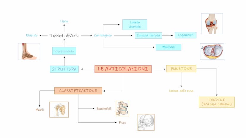SCHEMI SCIENZE
MOTORIE APPARATO
SCHELETRICO-ARTICOLARE
la componente passiva del movimento Periostio
Osteosciti
Osseina
Midollo osseo
STRUTT