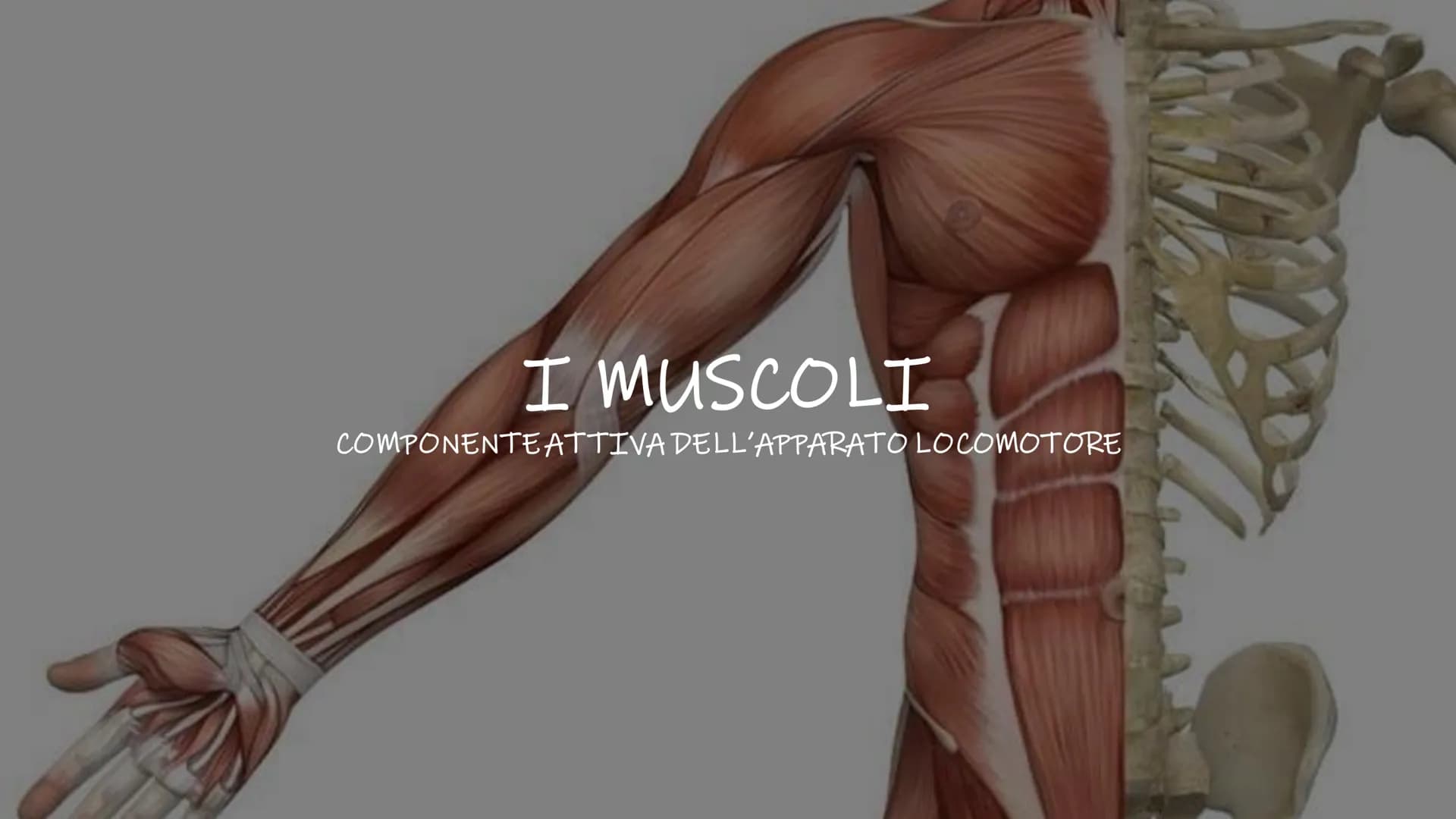 SCHEMI SCIENZE
MOTORIE APPARATO
SCHELETRICO-ARTICOLARE
la componente passiva del movimento Periostio
Osteosciti
Osseina
Midollo osseo
STRUTT