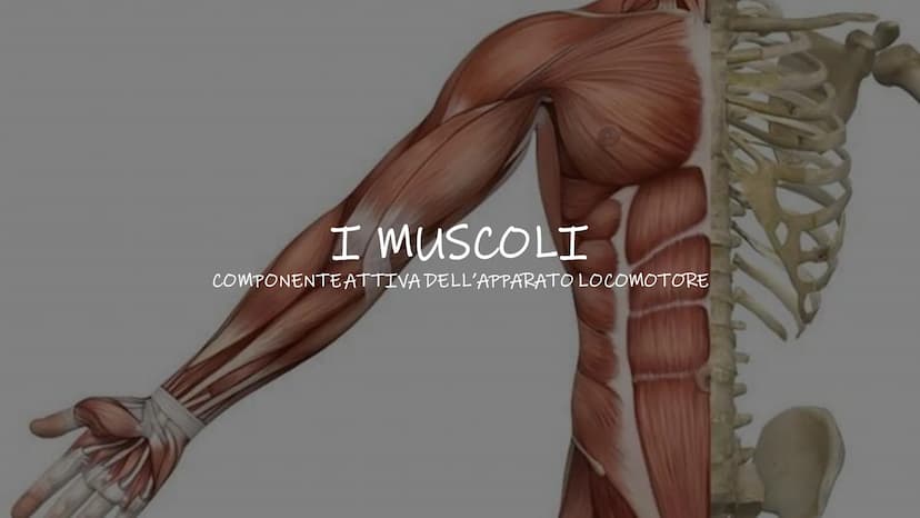 SCHEMI SCIENZE
MOTORIE APPARATO
SCHELETRICO-ARTICOLARE
la componente passiva del movimento Periostio
Osteosciti
Osseina
Midollo osseo
STRUTT