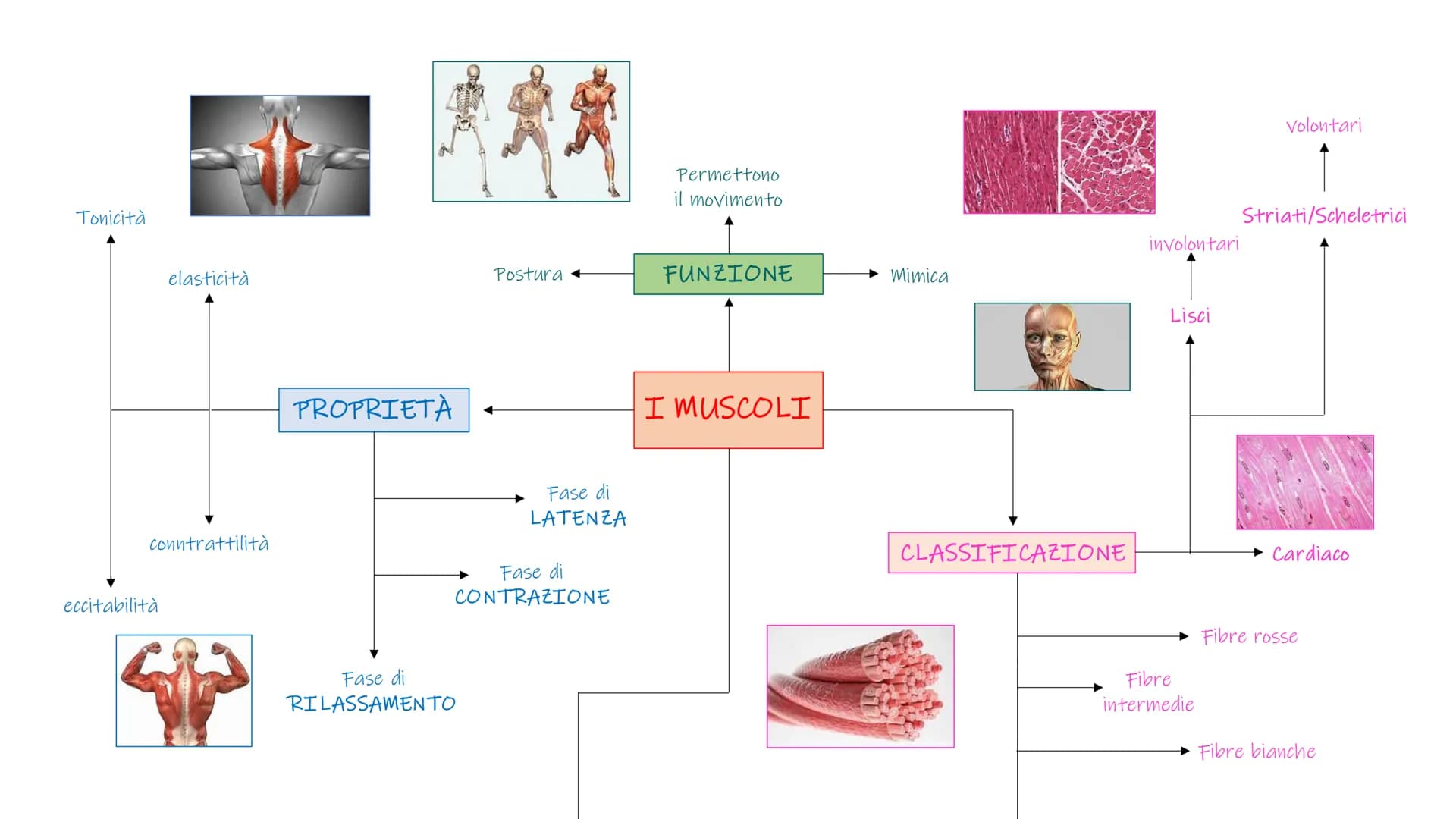 SCHEMI SCIENZE
MOTORIE APPARATO
SCHELETRICO-ARTICOLARE
la componente passiva del movimento Periostio
Osteosciti
Osseina
Midollo osseo
STRUTT