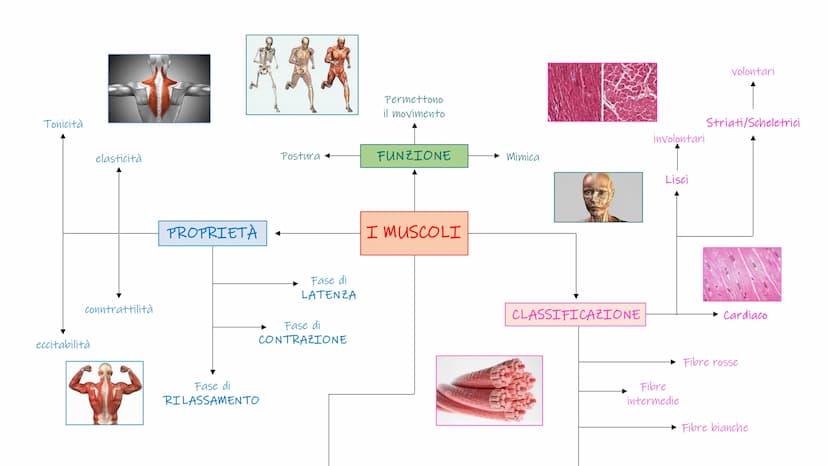 SCHEMI SCIENZE
MOTORIE APPARATO
SCHELETRICO-ARTICOLARE
la componente passiva del movimento Periostio
Osteosciti
Osseina
Midollo osseo
STRUTT