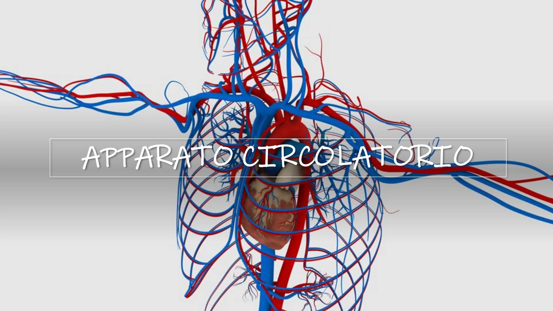 SCHEMI SCIENZE
MOTORIE APPARATO
SCHELETRICO-ARTICOLARE
la componente passiva del movimento Periostio
Osteosciti
Osseina
Midollo osseo
STRUTT