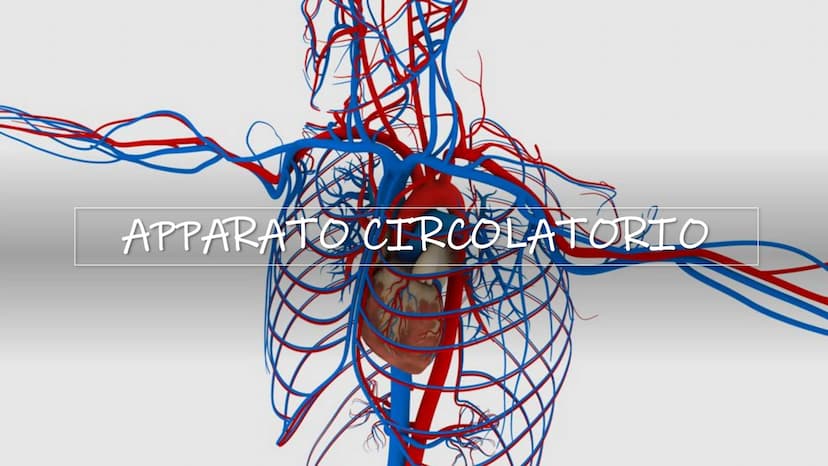 SCHEMI SCIENZE
MOTORIE APPARATO
SCHELETRICO-ARTICOLARE
la componente passiva del movimento Periostio
Osteosciti
Osseina
Midollo osseo
STRUTT