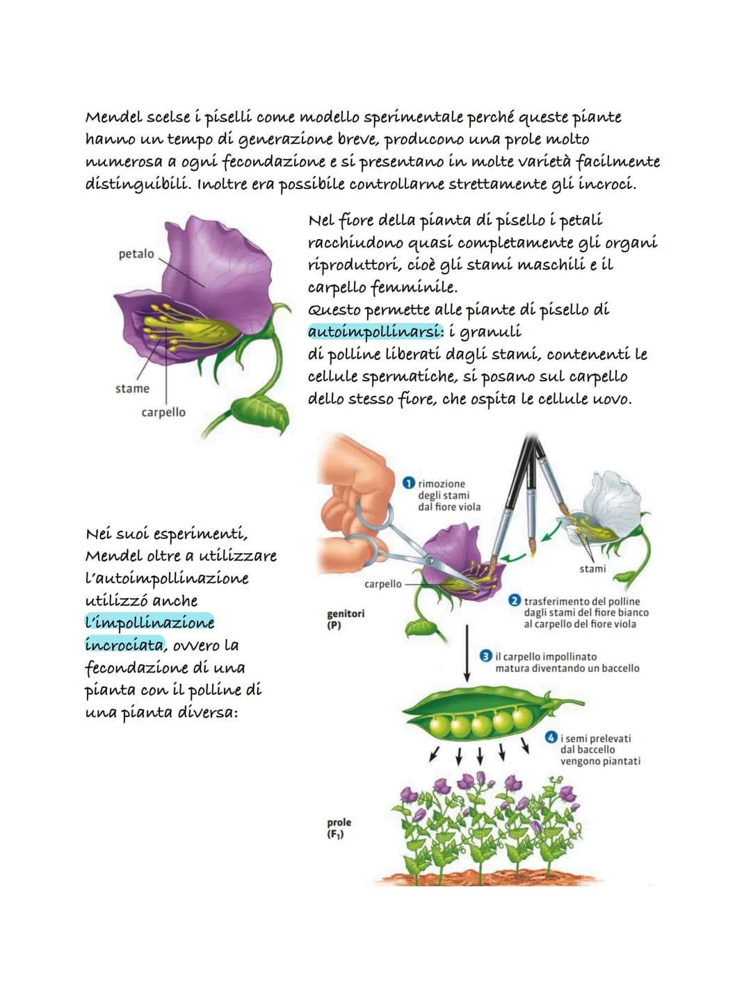 Le prime teorie sula genetica
una delle prime teorie sulla genetica fu formulata dal medico Ippocrate
(460-379 a.C.). Questa teoría è nota c