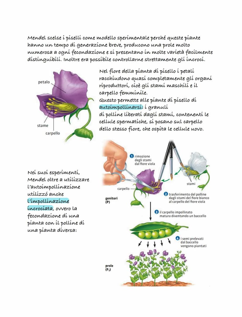 Le prime teorie sula genetica
una delle prime teorie sulla genetica fu formulata dal medico Ippocrate
(460-379 a.C.). Questa teoría è nota c