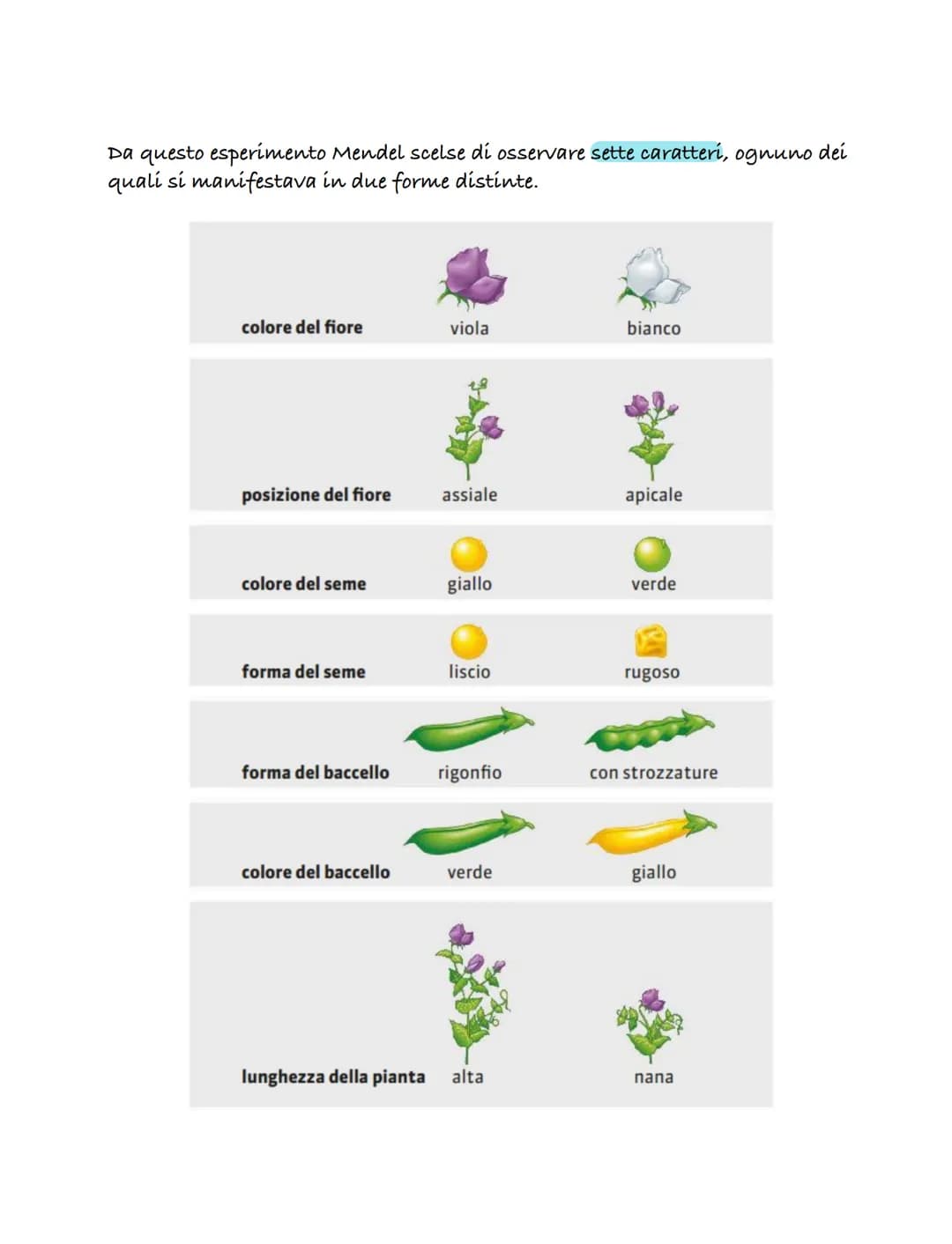 Le prime teorie sula genetica
una delle prime teorie sulla genetica fu formulata dal medico Ippocrate
(460-379 a.C.). Questa teoría è nota c