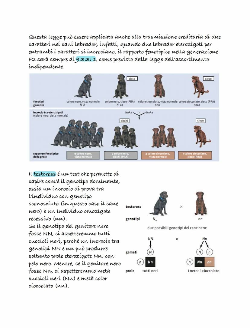 Le prime teorie sula genetica
una delle prime teorie sulla genetica fu formulata dal medico Ippocrate
(460-379 a.C.). Questa teoría è nota c