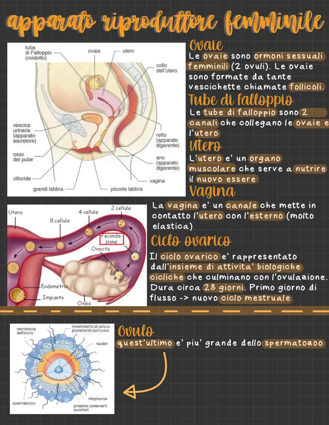 
<p>La riproduzione è un processo attraverso il quale gli esseri viventi fanno sì che la propria specie sopravviva, ed è il modo per garanti