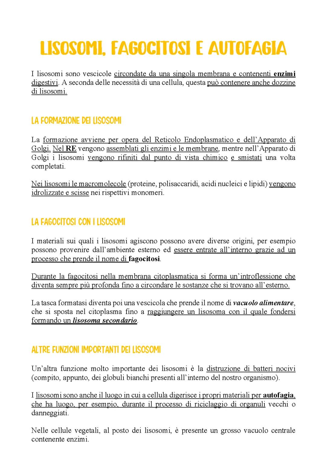 Lisosomi spiegati facilmente