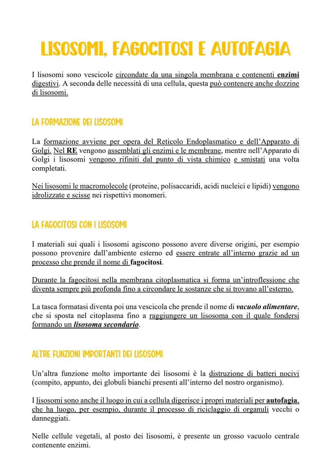 LISOSOMI, FAGOCITOSI E AUTOFAGIA
I lisosomi sono vescicole circondate da una singola membrana e contenenti enzimi
digestivi. A seconda delle