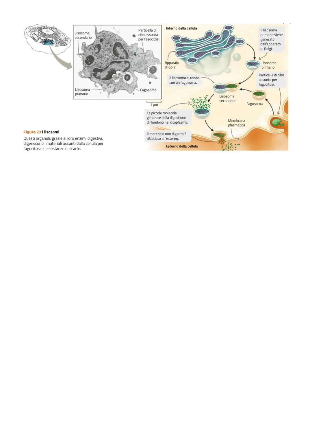 LISOSOMI, FAGOCITOSI E AUTOFAGIA
I lisosomi sono vescicole circondate da una singola membrana e contenenti enzimi
digestivi. A seconda delle