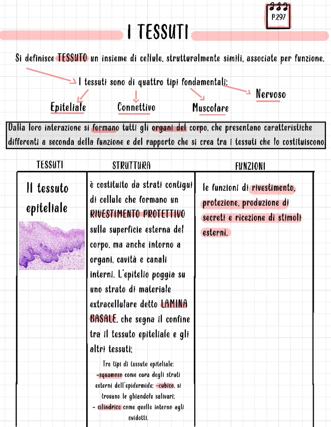 Scopri i Tessuti: Epiteliali e Connettivi per Ragazzi