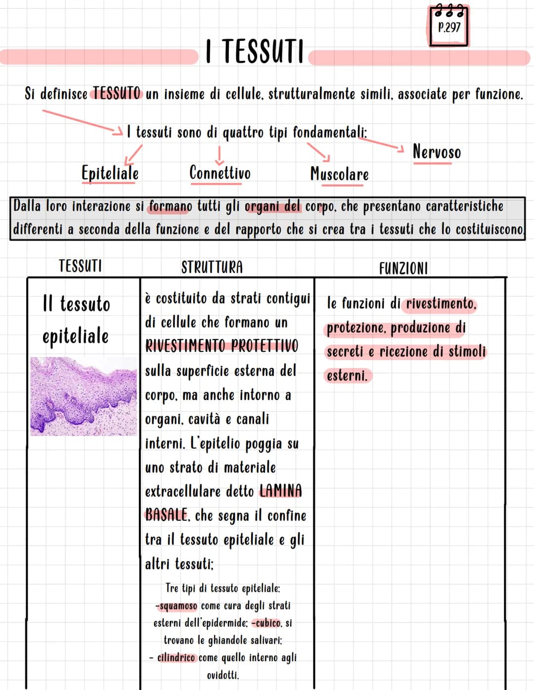 I TESSUTI
Si definisce TESSUTO un insieme di cellule, strutturalmente simili, associate per funzione.
I tessuti sono di quattro tipi fondame