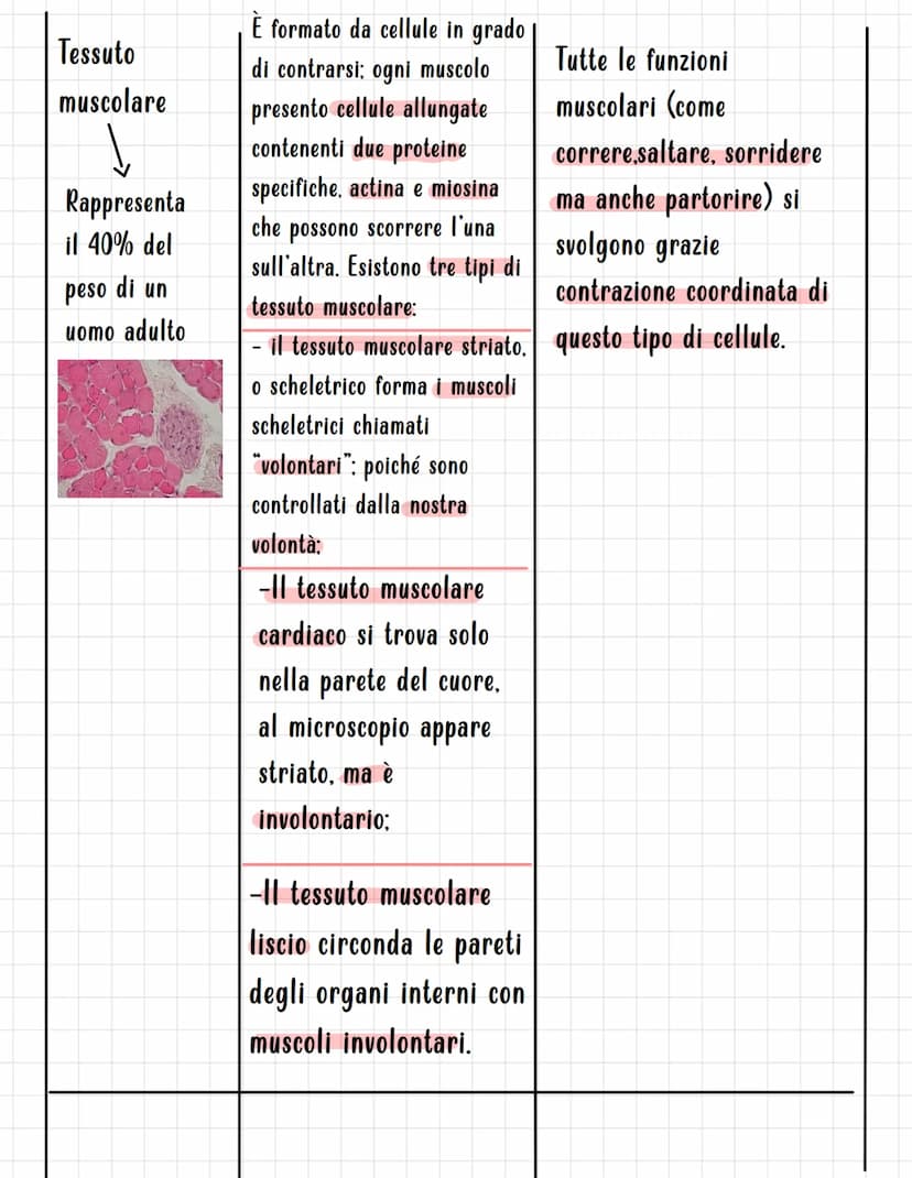 I TESSUTI
Si definisce TESSUTO un insieme di cellule, strutturalmente simili, associate per funzione.
I tessuti sono di quattro tipi fondame
