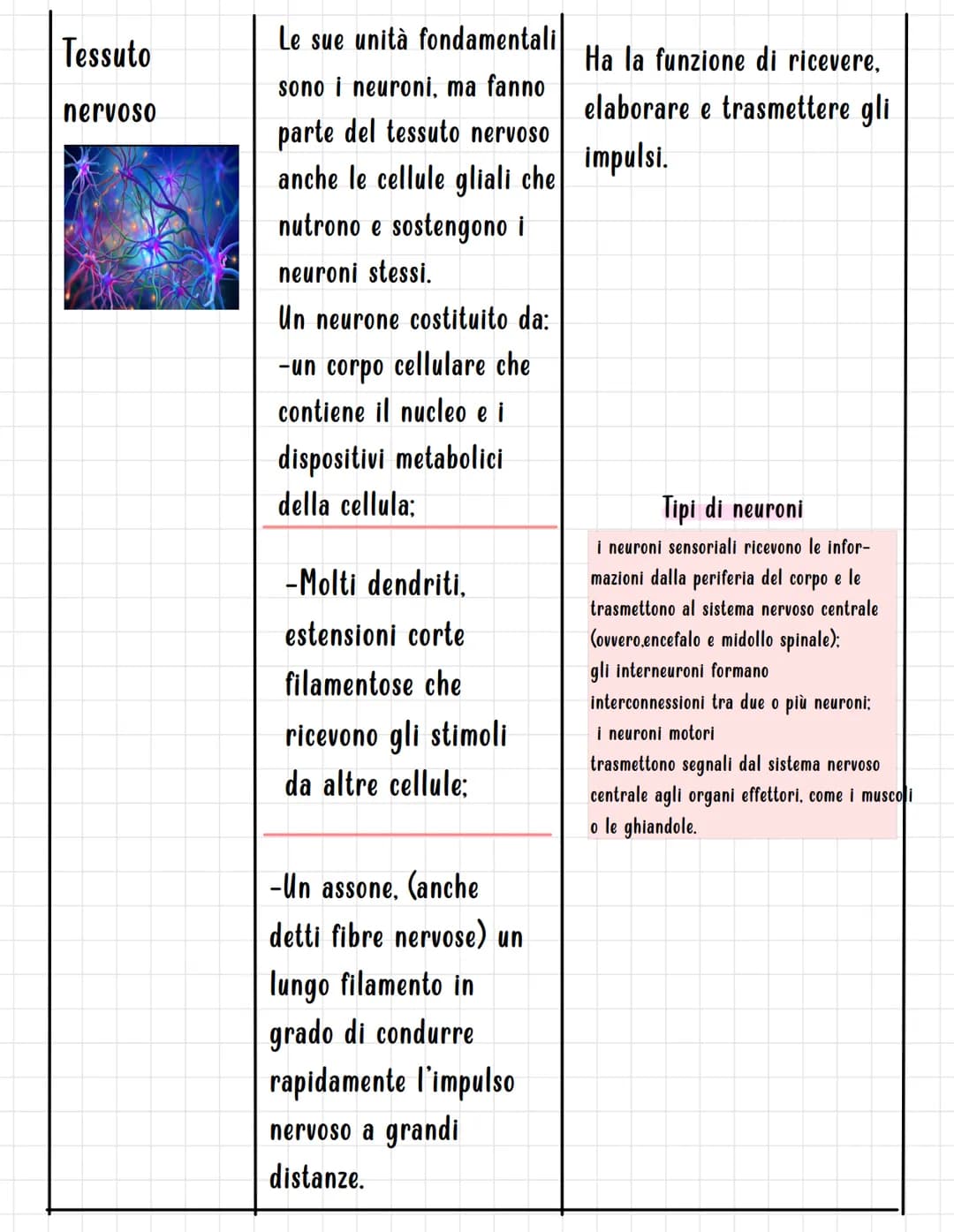 I TESSUTI
Si definisce TESSUTO un insieme di cellule, strutturalmente simili, associate per funzione.
I tessuti sono di quattro tipi fondame