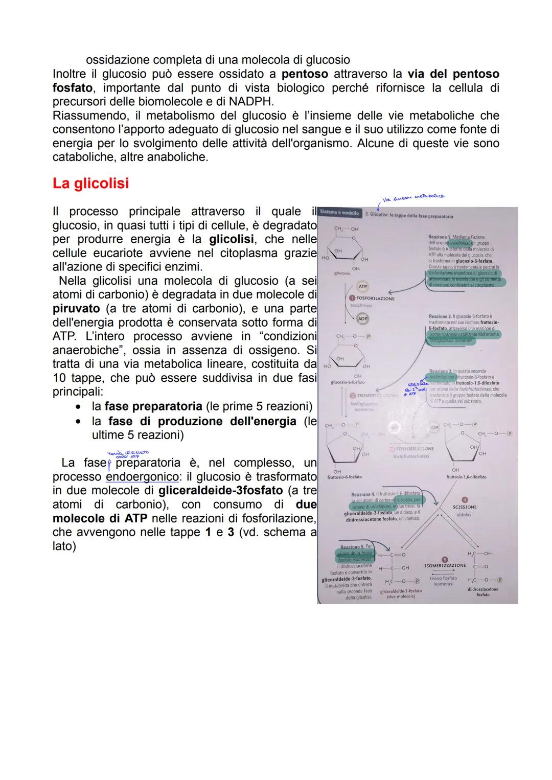 I processi di degradazione del
glucosio
Il metabolismo dei carboidrati
Il glucosio ha un ruolo centrale nel metabolismo di tutti gli organis