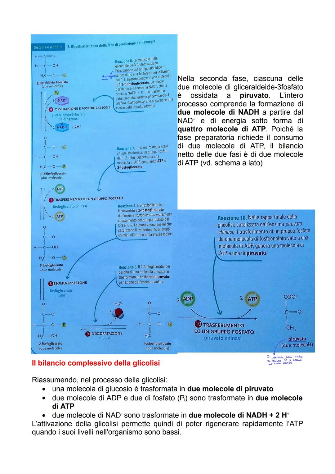 I processi di degradazione del
glucosio
Il metabolismo dei carboidrati
Il glucosio ha un ruolo centrale nel metabolismo di tutti gli organis