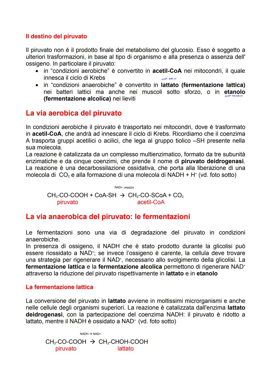I processi di degradazione del
glucosio
Il metabolismo dei carboidrati
Il glucosio ha un ruolo centrale nel metabolismo di tutti gli organis