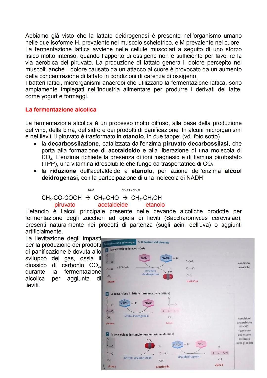 I processi di degradazione del
glucosio
Il metabolismo dei carboidrati
Il glucosio ha un ruolo centrale nel metabolismo di tutti gli organis