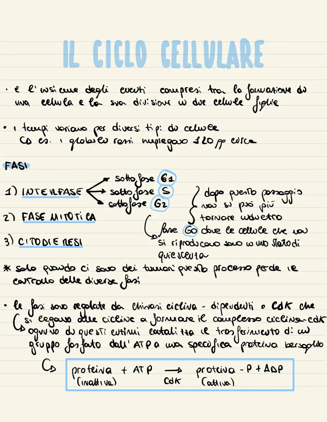 
<p>Il ciclo cellulare è l'insieme degli eventi compresi tra la formazione della cellula e la sua divisione in due cellule figlie. Si compon