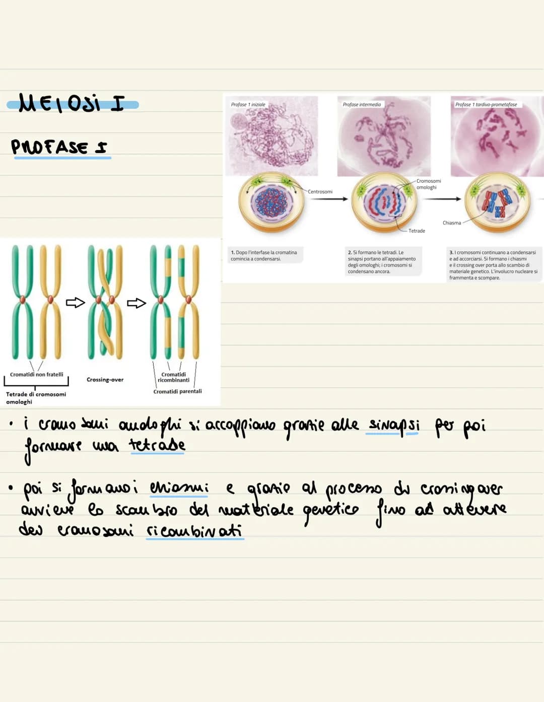 
<p>Il ciclo cellulare è l'insieme degli eventi compresi tra la formazione della cellula e la sua divisione in due cellule figlie. Si compon