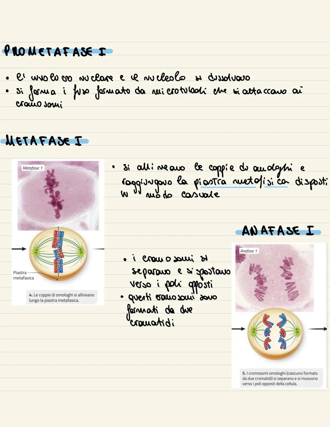 
<p>Il ciclo cellulare è l'insieme degli eventi compresi tra la formazione della cellula e la sua divisione in due cellule figlie. Si compon