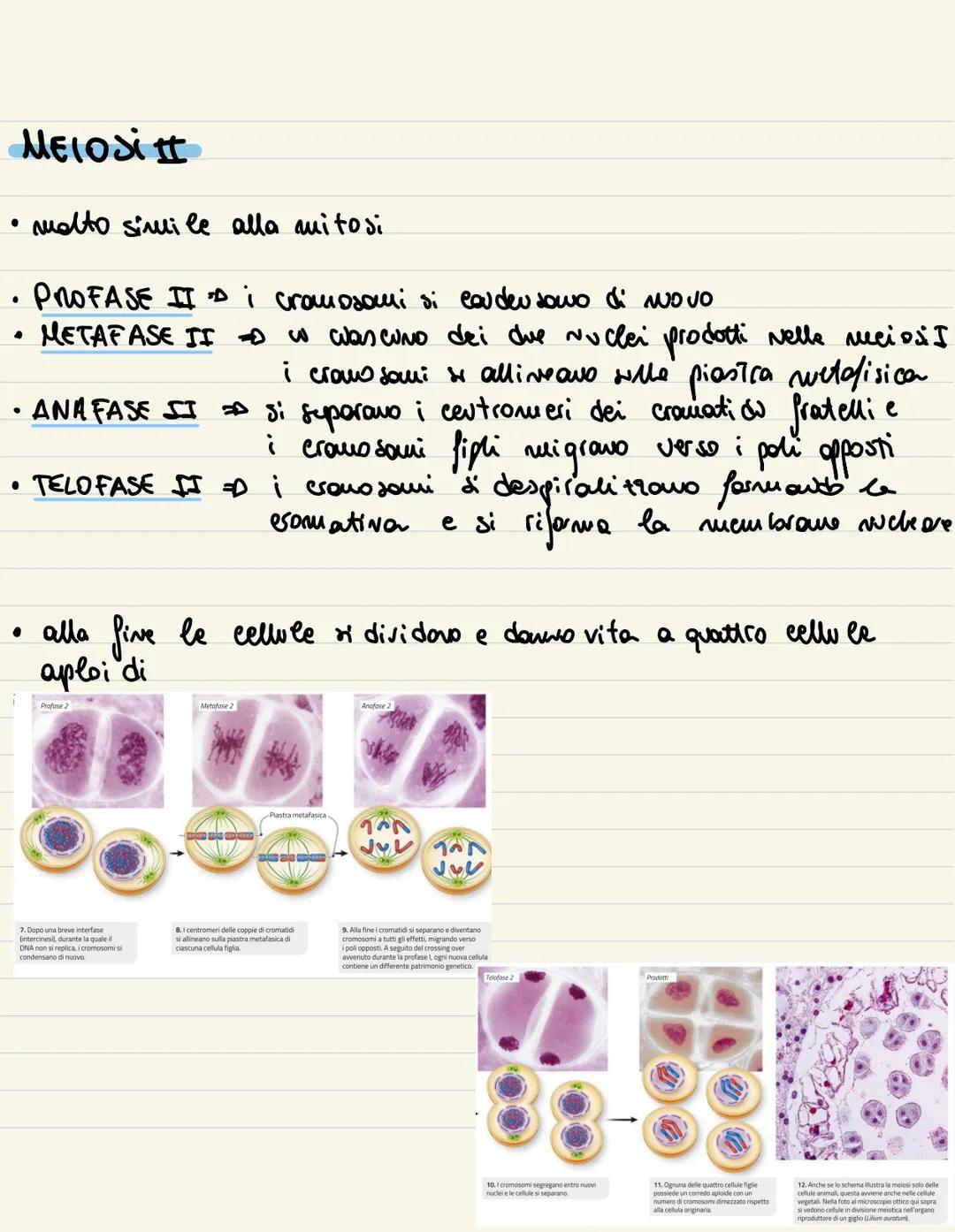 
<p>Il ciclo cellulare è l'insieme degli eventi compresi tra la formazione della cellula e la sua divisione in due cellule figlie. Si compon