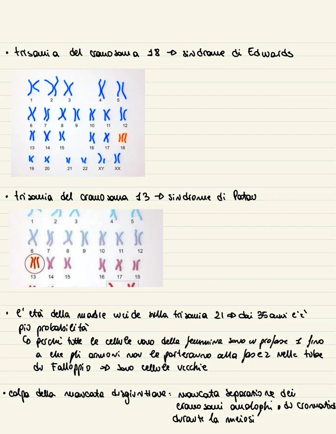 
<p>Il ciclo cellulare è l'insieme degli eventi compresi tra la formazione della cellula e la sua divisione in due cellule figlie. Si compon