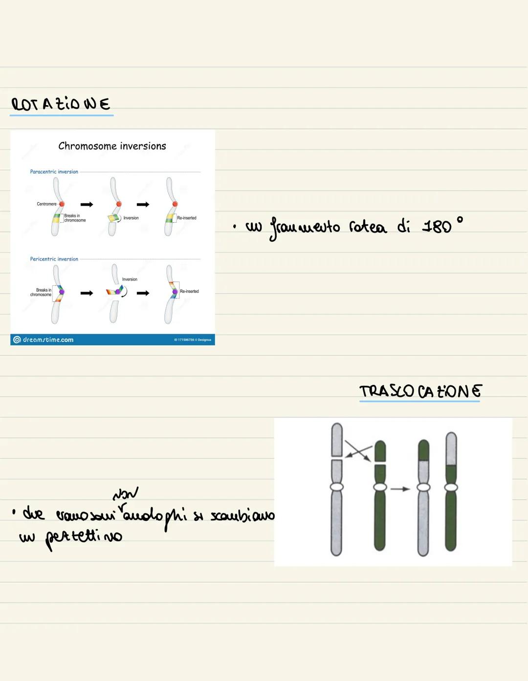 
<p>Il ciclo cellulare è l'insieme degli eventi compresi tra la formazione della cellula e la sua divisione in due cellule figlie. Si compon