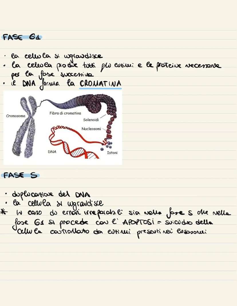 
<p>Il ciclo cellulare è l'insieme degli eventi compresi tra la formazione della cellula e la sua divisione in due cellule figlie. Si compon