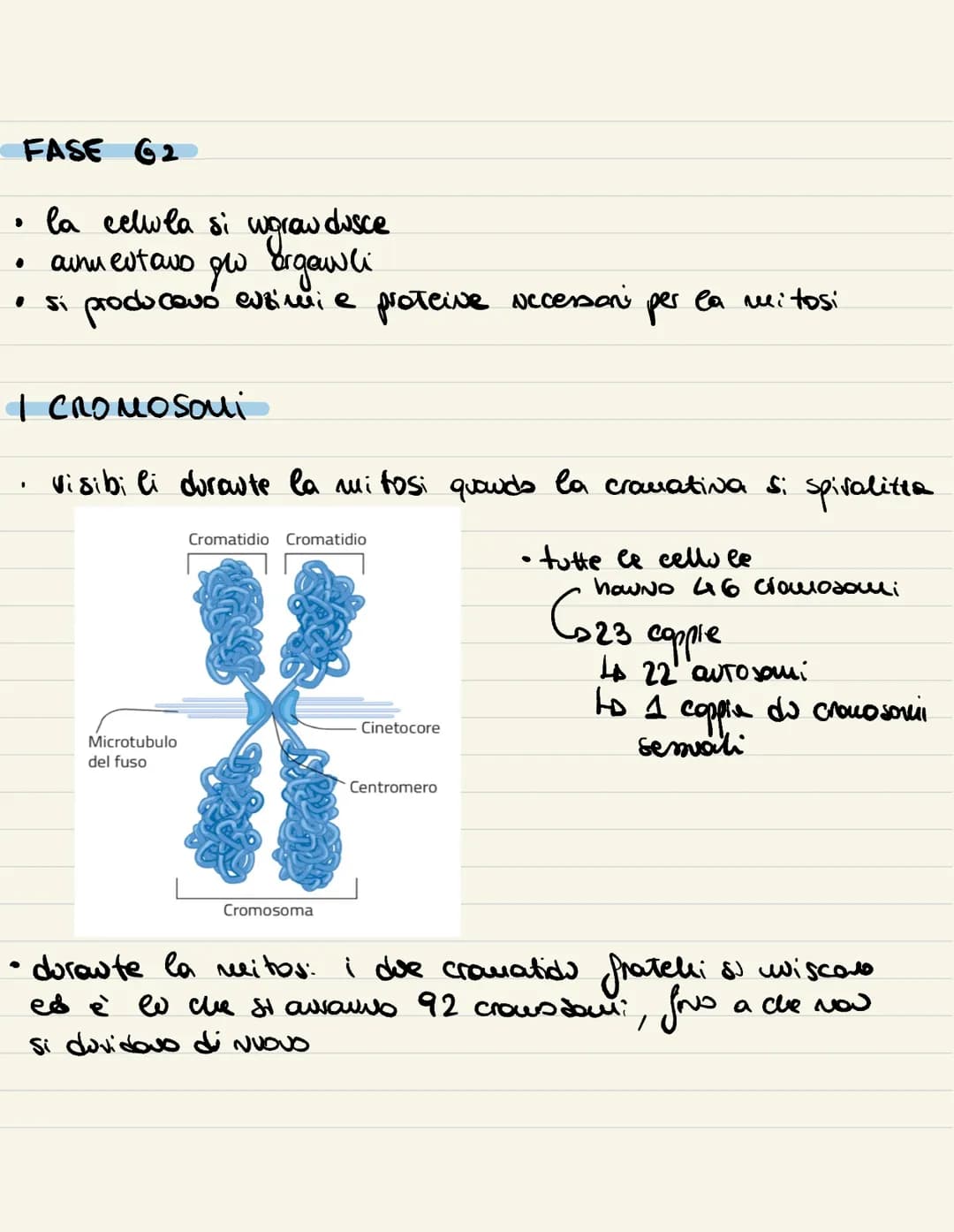 
<p>Il ciclo cellulare è l'insieme degli eventi compresi tra la formazione della cellula e la sua divisione in due cellule figlie. Si compon