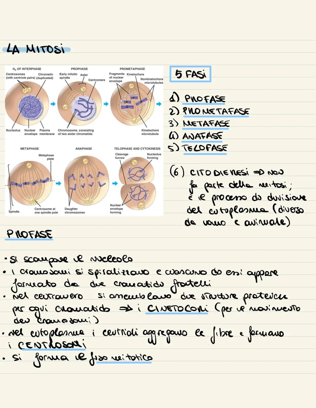 
<p>Il ciclo cellulare è l'insieme degli eventi compresi tra la formazione della cellula e la sua divisione in due cellule figlie. Si compon