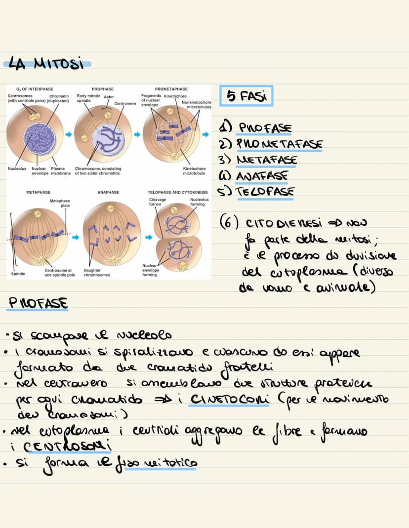 
<p>Il ciclo cellulare è l'insieme degli eventi compresi tra la formazione della cellula e la sua divisione in due cellule figlie. Si compon