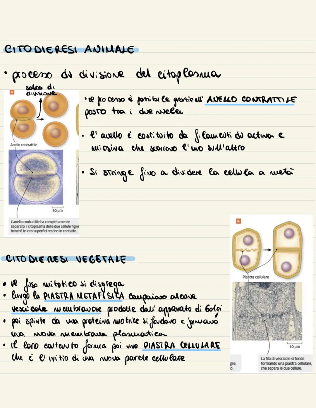 
<p>Il ciclo cellulare è l'insieme degli eventi compresi tra la formazione della cellula e la sua divisione in due cellule figlie. Si compon