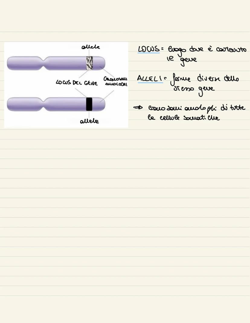 
<p>Il ciclo cellulare è l'insieme degli eventi compresi tra la formazione della cellula e la sua divisione in due cellule figlie. Si compon