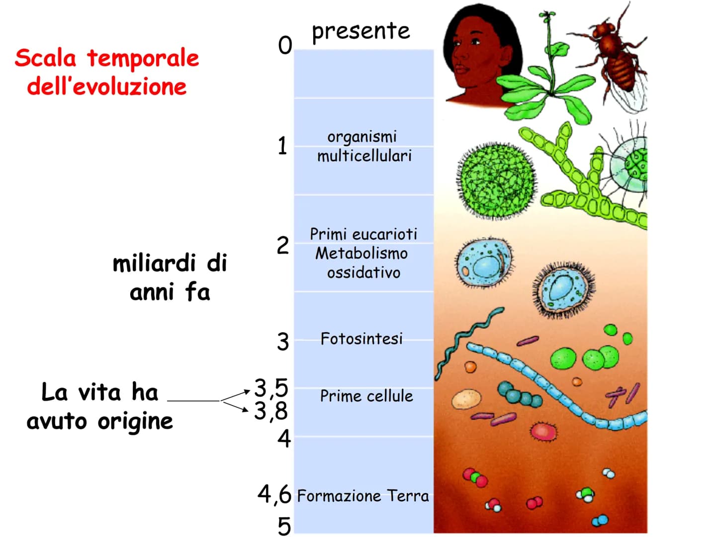 LEZIONE N°2
CELLULE PROCARIOTICHE
ED EUCARIOTICHE La biologia (dal greco bios= vita e logos : = studio= Bios
logos ovvero studio della vita

