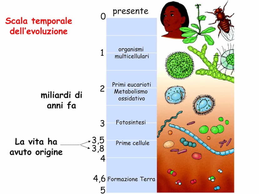 LEZIONE N°2
CELLULE PROCARIOTICHE
ED EUCARIOTICHE La biologia (dal greco bios= vita e logos : = studio= Bios
logos ovvero studio della vita
