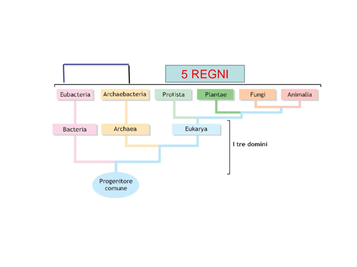 LEZIONE N°2
CELLULE PROCARIOTICHE
ED EUCARIOTICHE La biologia (dal greco bios= vita e logos : = studio= Bios
logos ovvero studio della vita
