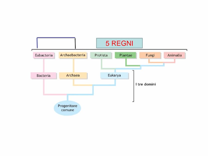LEZIONE N°2
CELLULE PROCARIOTICHE
ED EUCARIOTICHE La biologia (dal greco bios= vita e logos : = studio= Bios
logos ovvero studio della vita
