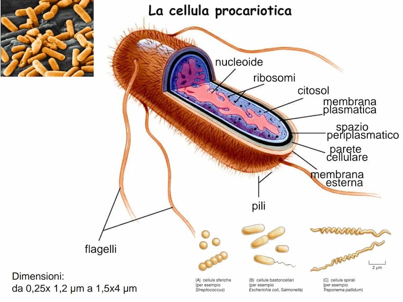 LEZIONE N°2
CELLULE PROCARIOTICHE
ED EUCARIOTICHE La biologia (dal greco bios= vita e logos : = studio= Bios
logos ovvero studio della vita
