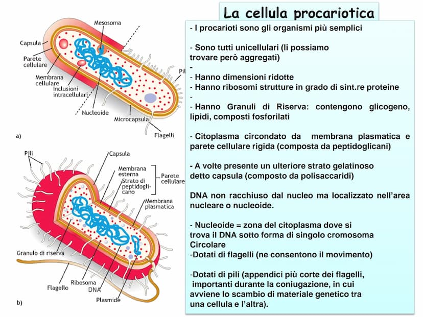 LEZIONE N°2
CELLULE PROCARIOTICHE
ED EUCARIOTICHE La biologia (dal greco bios= vita e logos : = studio= Bios
logos ovvero studio della vita
