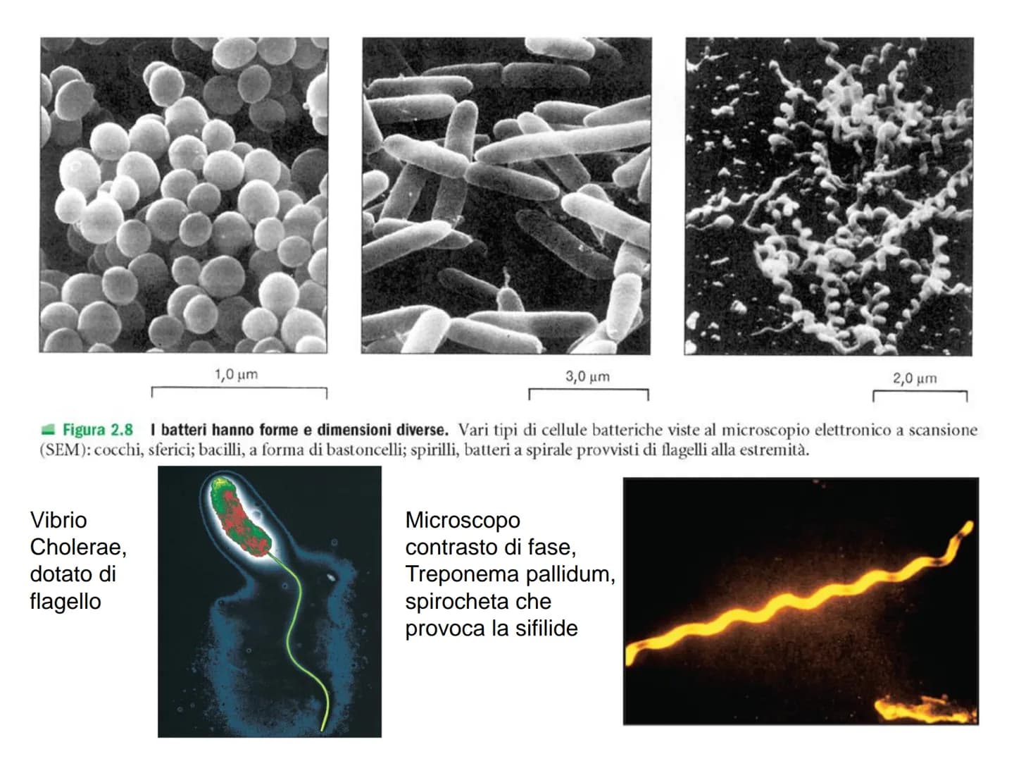 LEZIONE N°2
CELLULE PROCARIOTICHE
ED EUCARIOTICHE La biologia (dal greco bios= vita e logos : = studio= Bios
logos ovvero studio della vita
