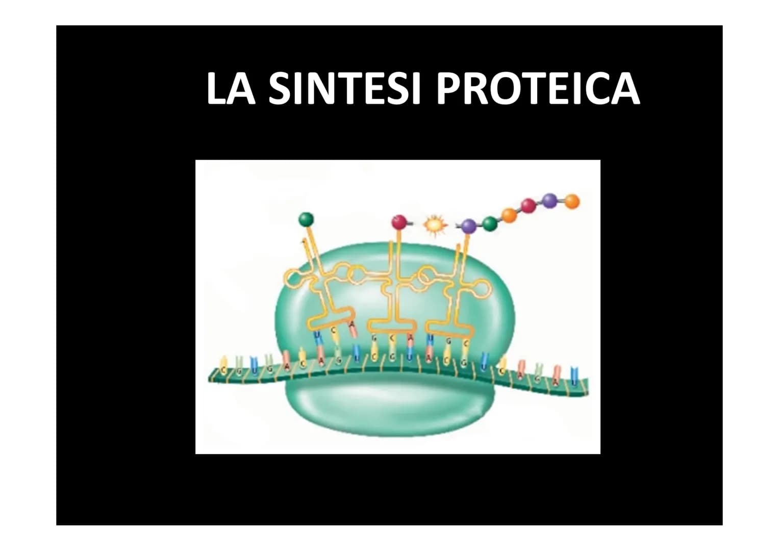 LA SINTESI PROTEICA
لا لا هي
14101 Dallo studio del materiale genetico delle cellule si
comprende che le informazioni vengono
immagazzinate 