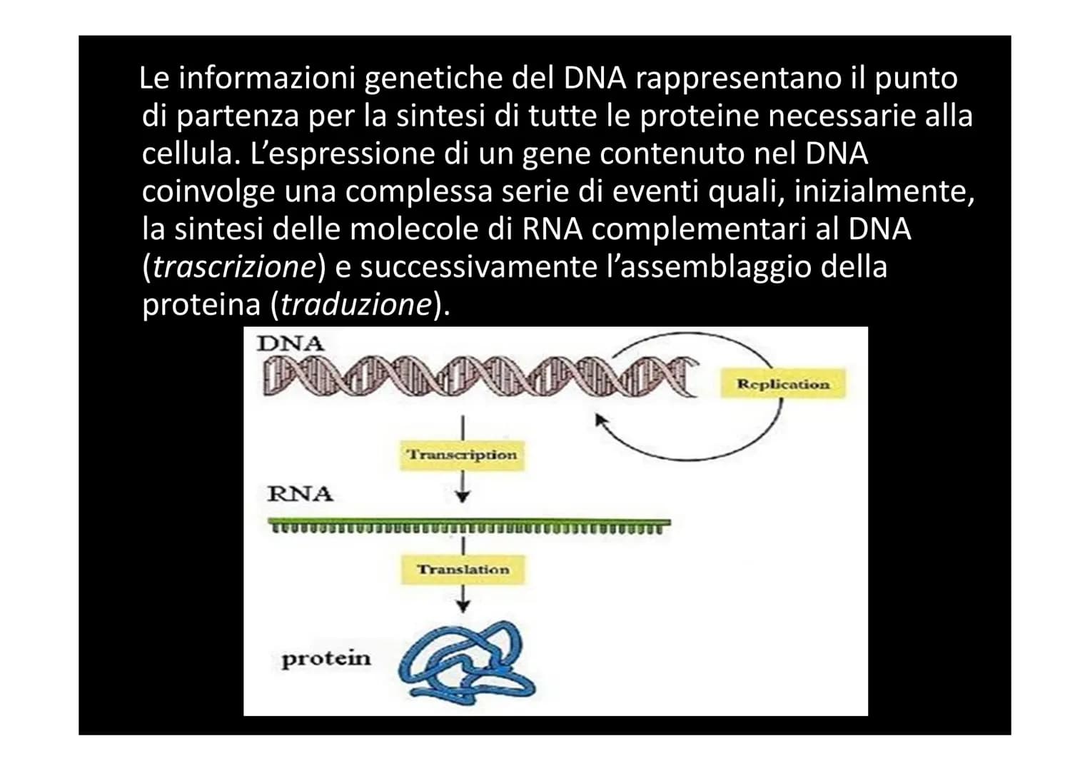 LA SINTESI PROTEICA
لا لا هي
14101 Dallo studio del materiale genetico delle cellule si
comprende che le informazioni vengono
immagazzinate 