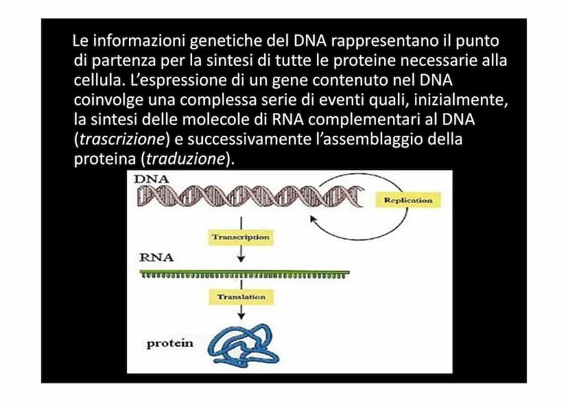 LA SINTESI PROTEICA
لا لا هي
14101 Dallo studio del materiale genetico delle cellule si
comprende che le informazioni vengono
immagazzinate 