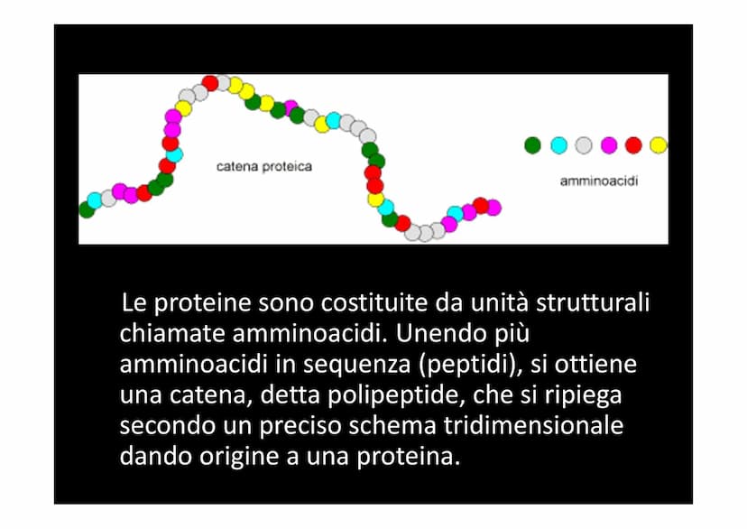LA SINTESI PROTEICA
لا لا هي
14101 Dallo studio del materiale genetico delle cellule si
comprende che le informazioni vengono
immagazzinate 