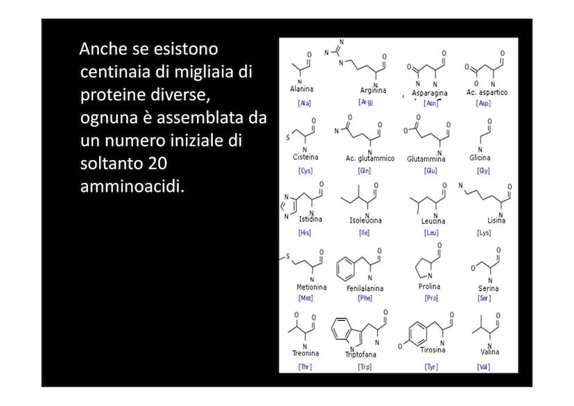 LA SINTESI PROTEICA
لا لا هي
14101 Dallo studio del materiale genetico delle cellule si
comprende che le informazioni vengono
immagazzinate 